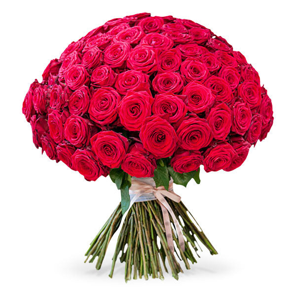 Boulevard Reds - 301 Roses